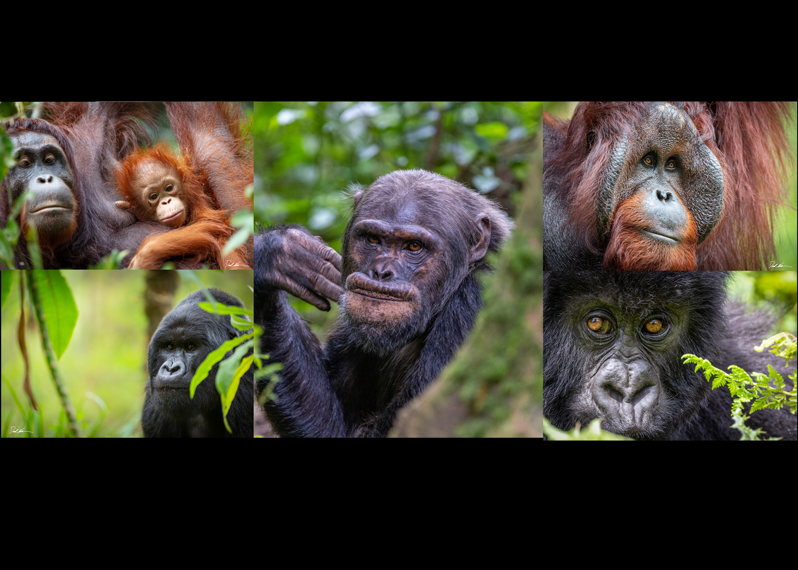 Real Apes, No Boredom Foundation